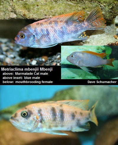 Metriaclima mbenjii Mbenji