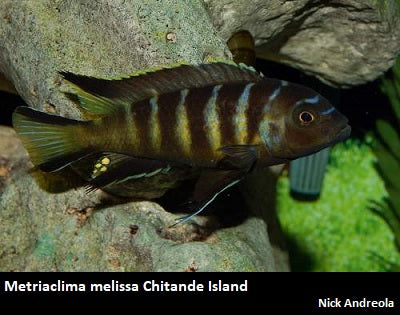 Metriaclima melissa Chitande ''Elongatus Chailosi''