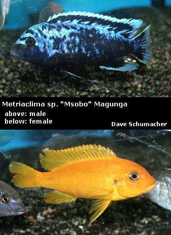 Metriaclima sp. "Msobo" Magunga