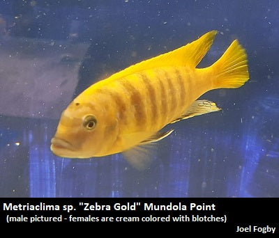 Metriaclima sp. "Zebra Gold" Mundola Point