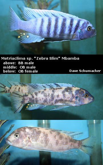 Metriaclima tarakiki Ngkuyo Island "Zebra Slim"