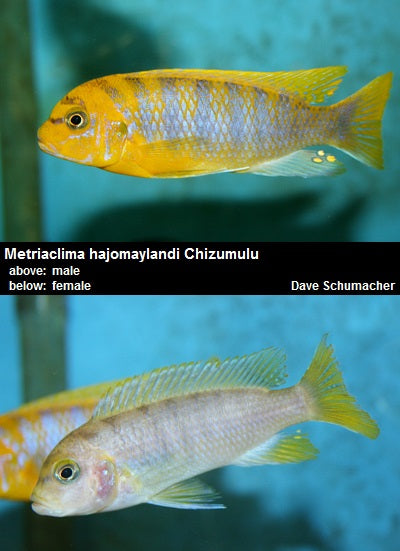 Metriaclima hajomaylandi Chizumulu