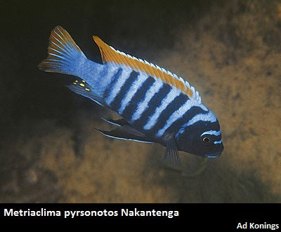 Metriaclima pyrsonotos Nakantenga Island "Red Top Zebra Classic"