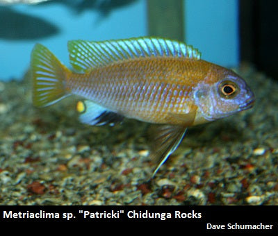 Metriaclima sp. "Patricki" Chidunga