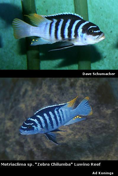 Metriaclima fainzilberi Luwino Reef "Zebra Chilumba"