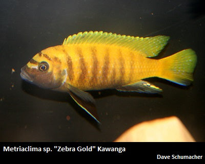 Metriaclima sp. "Zebra Gold" Kawanga