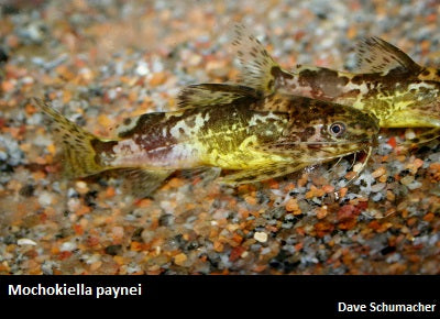 Mochokiella paynei