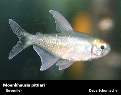 Moenkhausia pittieri "Diamond Tetra"
