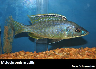 Mylochromis gracilis