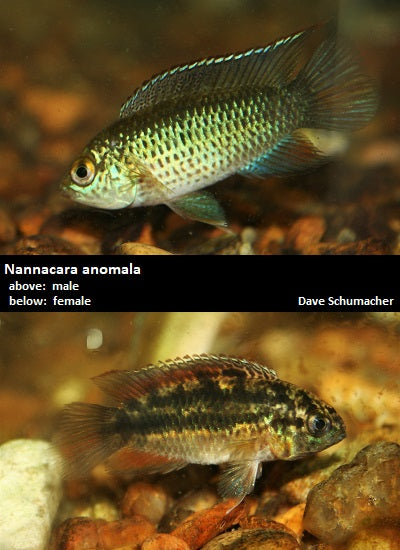 Nannacara anomala