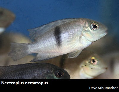 Neetroplus nematopus