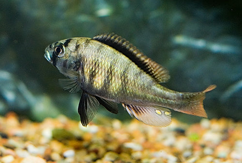 Neochromis simotes Victoria Nile "Madonna"