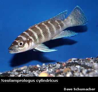 Neolamprologus cylindricus