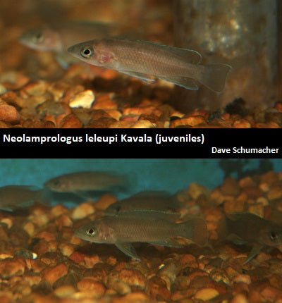 Neolamprologus leleupi Kavala "Black"