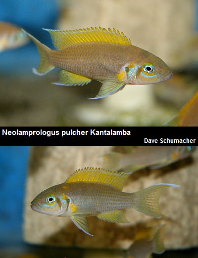 Neolamprologus pulcher Kantalamba "Daffodil"