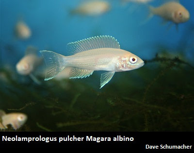 Neolamprologus brichardi Magara albino