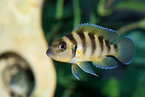 Neolamprologus sexfasciatus "Gold"