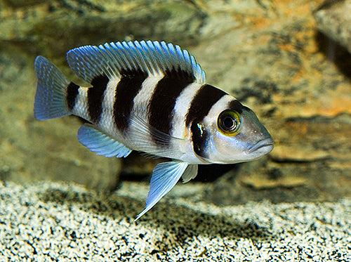 Neolamprologus tretocephalus