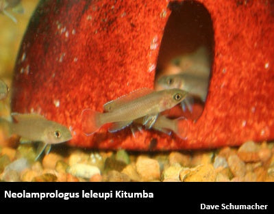 Neolamprologus leleupi Kitumba