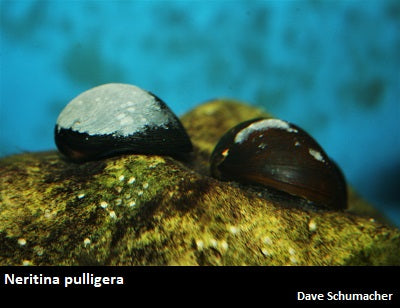 Neritina pulligera "Military Helmet Nerite"