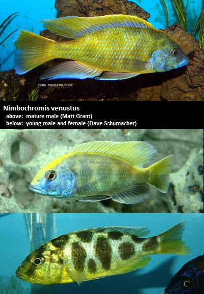 Nimbochromis venustus