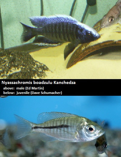 Nyassachromis boadzulu Kanchedza Island
