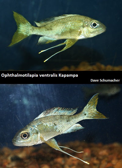 Ophthalmotilapia ventralis Kapampa "Orange"