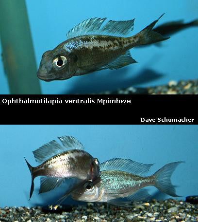 Ophthalmotilapia ventralis Mpimbwe "Silver Streak"