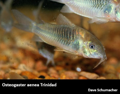 Osteogaster aenea Trinidad