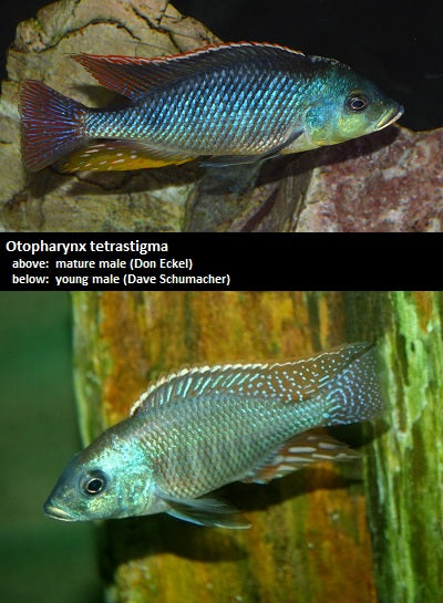 Otopharynx tetrastigma