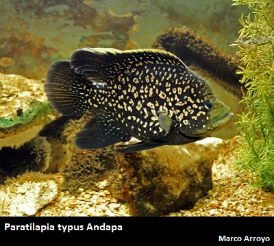 Paratilapia sp. "Andapa"