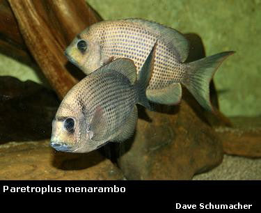 Paretroplus menarambo "Pin Stripe Damba"