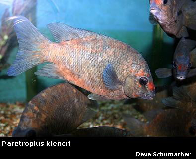 Paretroplus kieneri Lake Kinkony "Calico Damba"