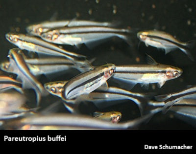 Pareutropius buffei "Three Striped African Glass Cat"