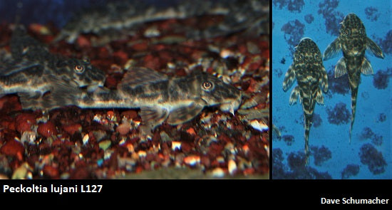 Peckoltia lujani L127