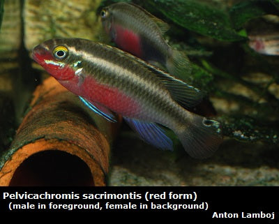 Pelvicachromis sacrimontis Nigeria "Red Form"