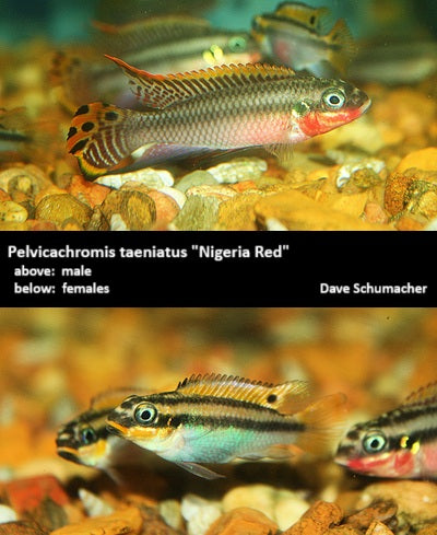 Pelvicachromis taeniatus "Nigeria Red" (pair)