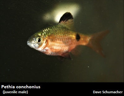 Pethia conchonius ''Rosy Barb''