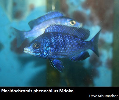 Placidochromis phenochilus Mdoka "White Lips"