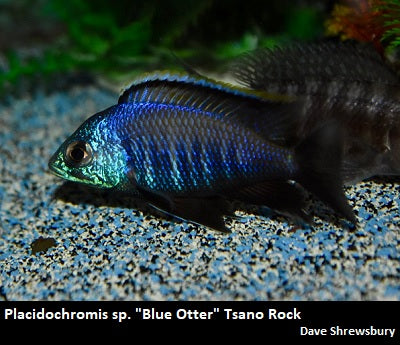 Placidochromis sp. "Blue Otter" Tsano Rock