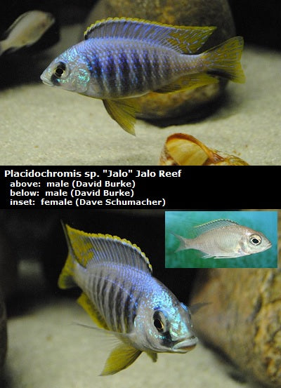 Placidochromis sp. "Jalo" Jalo Reef