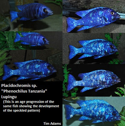 Placidochromis sp. "Phenochilus Tanzania" Lupingu