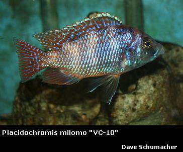 Placidochromis milomo "VC10"