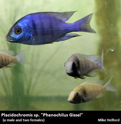 Placidochromis sp. "Phenochilus Gissel"