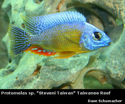 Protomelas sp. "Steveni Taiwan" Taiwanee Reef