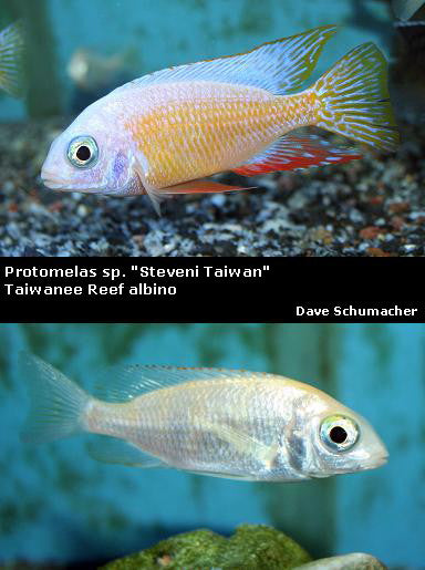 Protomelas sp. "Steveni Taiwan" Taiwanee Reef albino