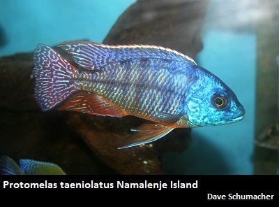 Protomelas taeniolatus Namalenje "Red Empress"