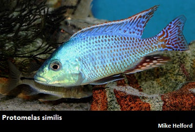 Protomelas similis