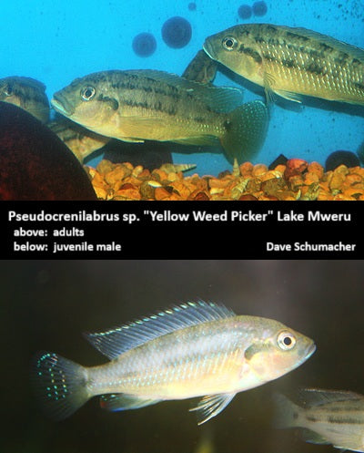 Pseudocrenilabrus sp. "Yellow Weed Picker" Lake Mweru