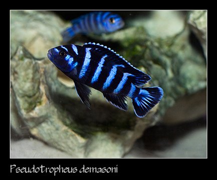 Chindongo demasoni Pombo Rocks